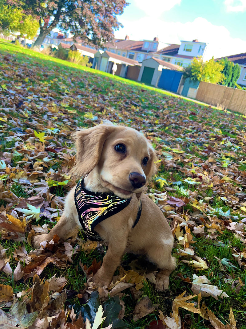 Jazzy Pups - Harness